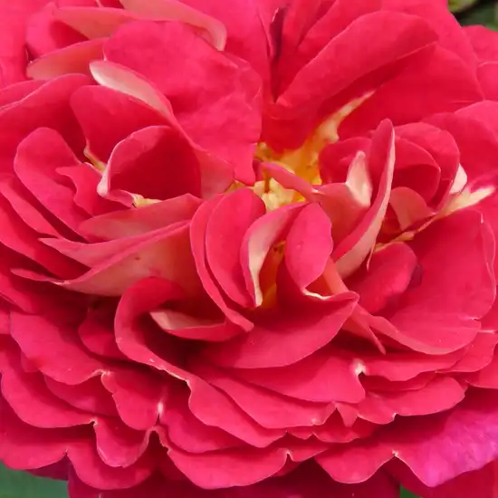 Comanda trandafiri online - Roșu - Galben - trandafir pentru straturi Floribunda - fără parfum -  - W. Kordes & Sons - ,-